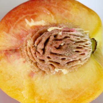 Large, Yellow fleshed Peach myfavouritpastime.com